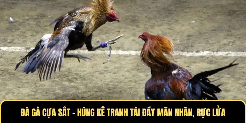 đá gà cựa sắt