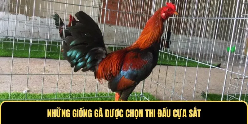 Linh kê thi đấu cựa sắt tốt