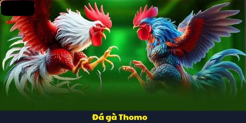 Hàng loạt các loại hình chọi kê hấp dẫn đang chờ đón bạn
