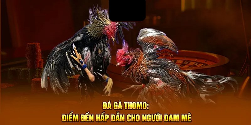 Đá gà Thomo