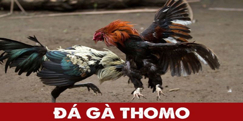 Đá gà Thomo mang đến những “màn trình diễn” đỉnh cao