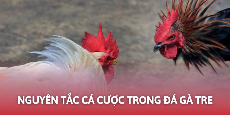 Những quy tắc quan trọng trong bộ môn chọi gà tre