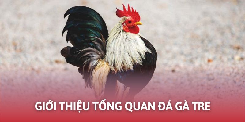Tổng quát về thể thức đối kháng đá gà tre cho người mới